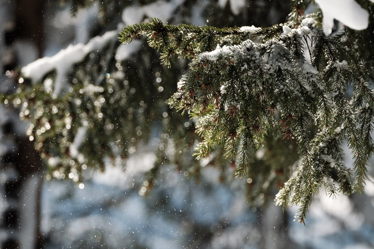 Фото: pixabay