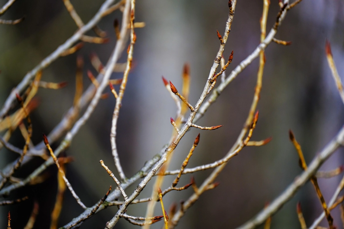 Фото: pixabay.com