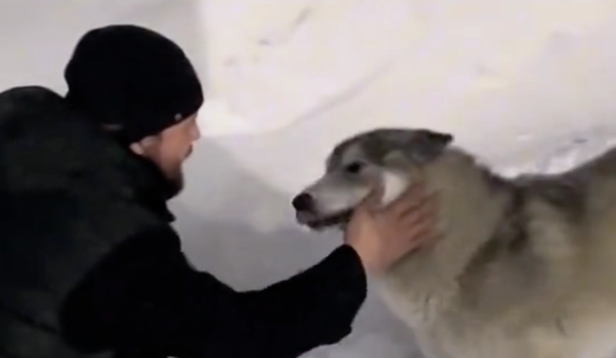 Фото: скриншот видео