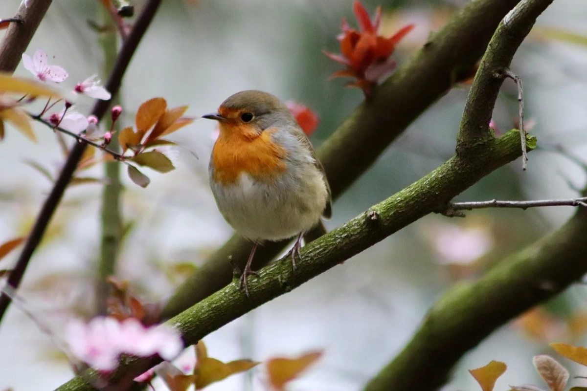 Фото: pixabay.com