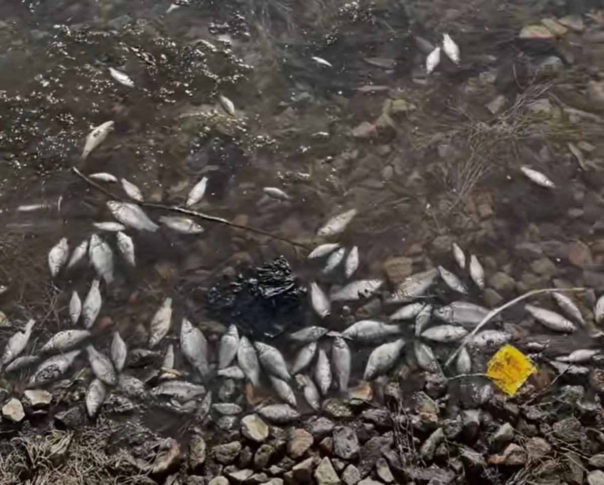 Фото: Кадр из видео