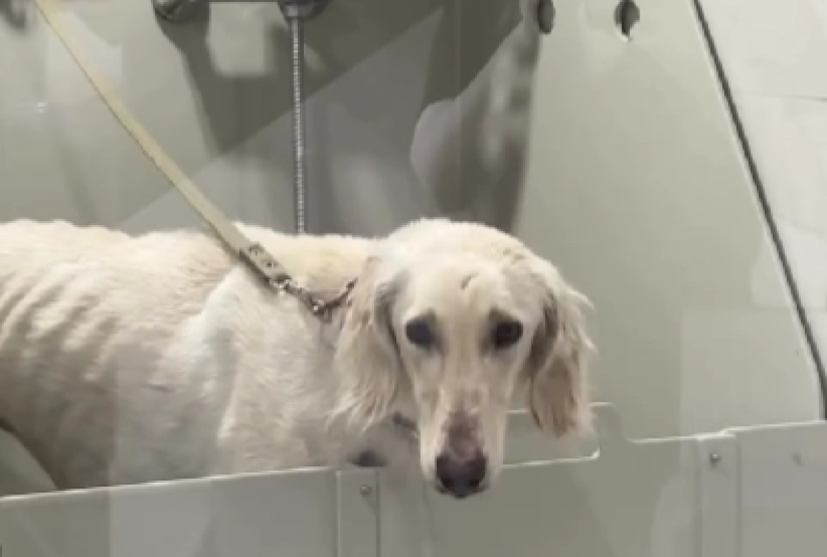 Фото: кадр из видео