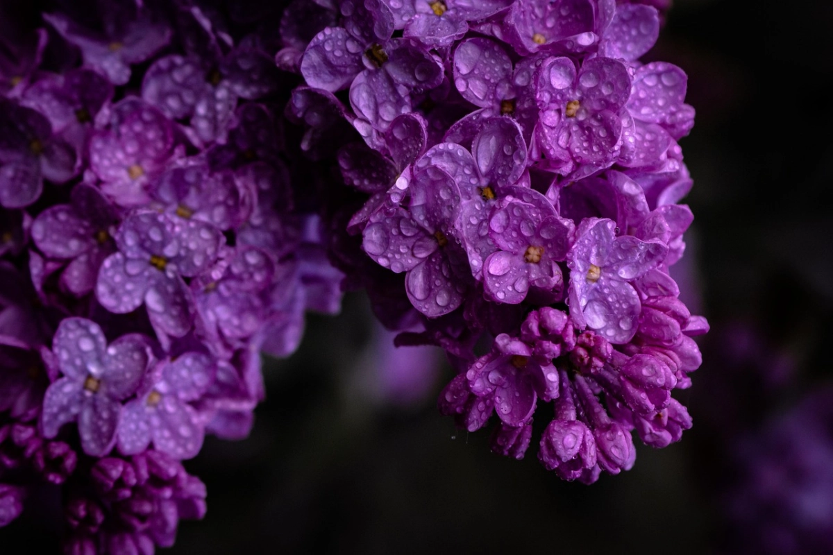 Фото: pixabay.com