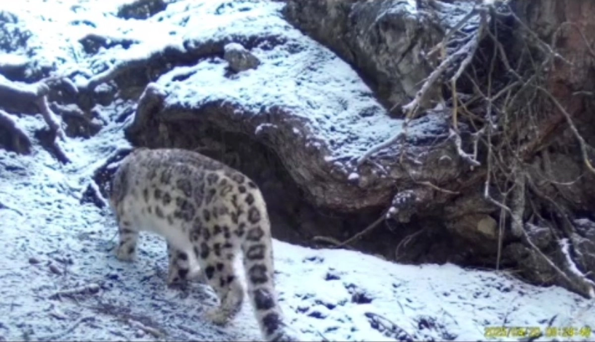 Фото: скриншот видео