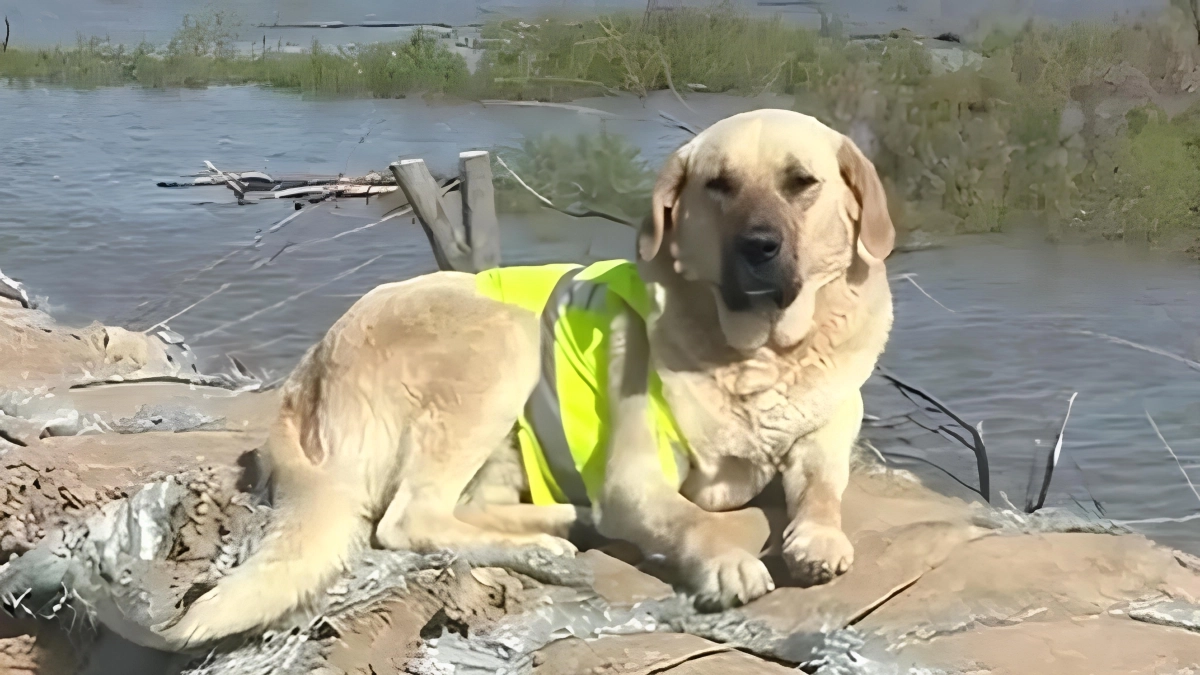 Фото: скриншот видео