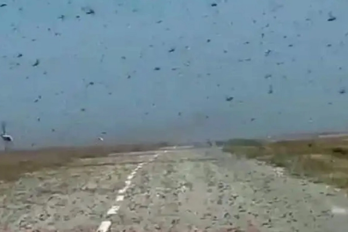 Фото: скриншот видео