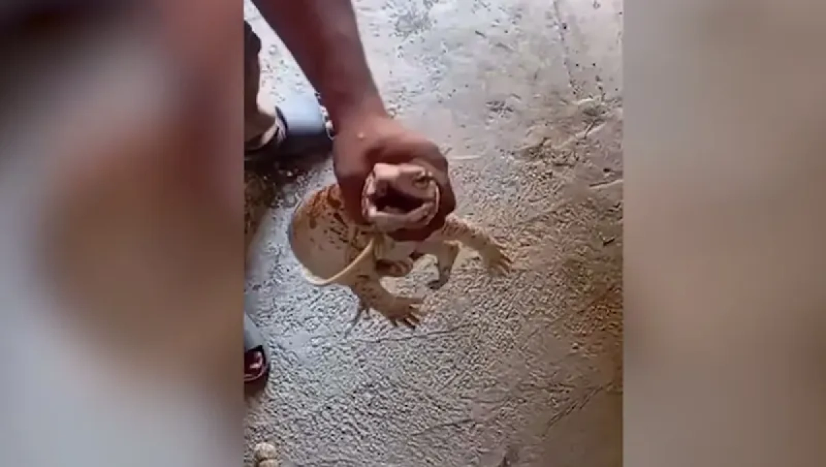 Фото: скриншот видео