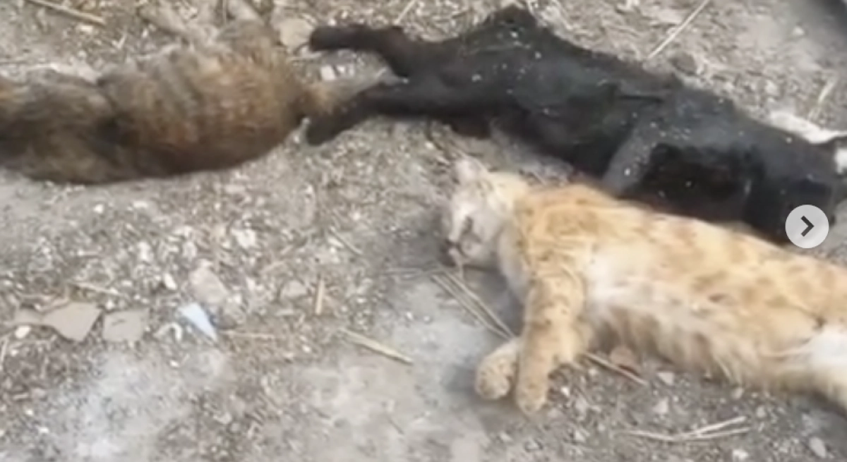 Фото: скриншот видео