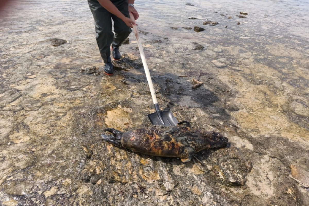 Фото: Служба по охране животного мира управления рыбного хозяйства Мангистауской области