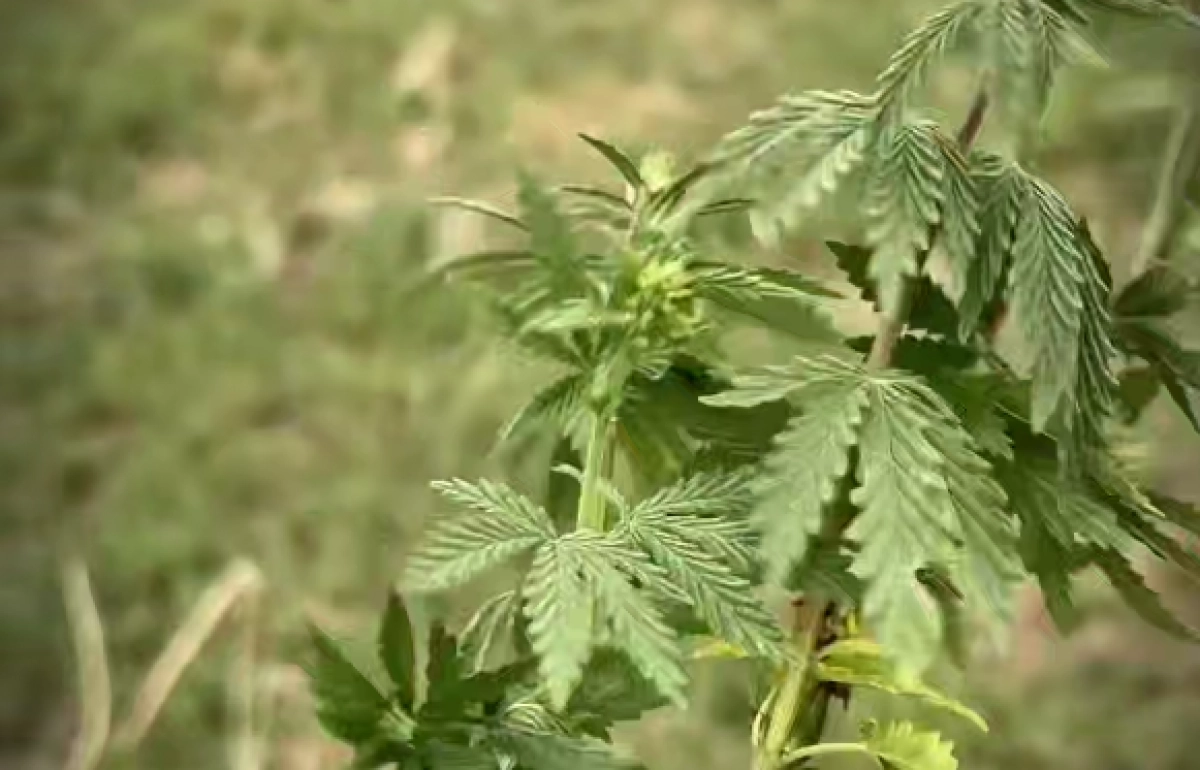 Фото: кадр из видео Генпрокуратуры