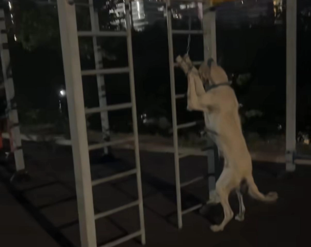 Фото: скриншот видео