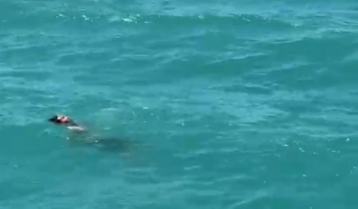 Фото: скриншот из видео