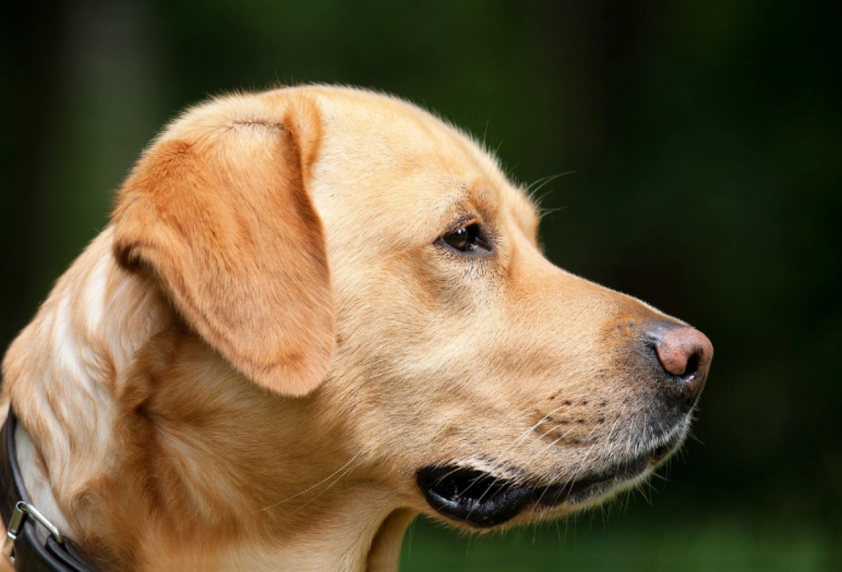 Фото: pixabay.com