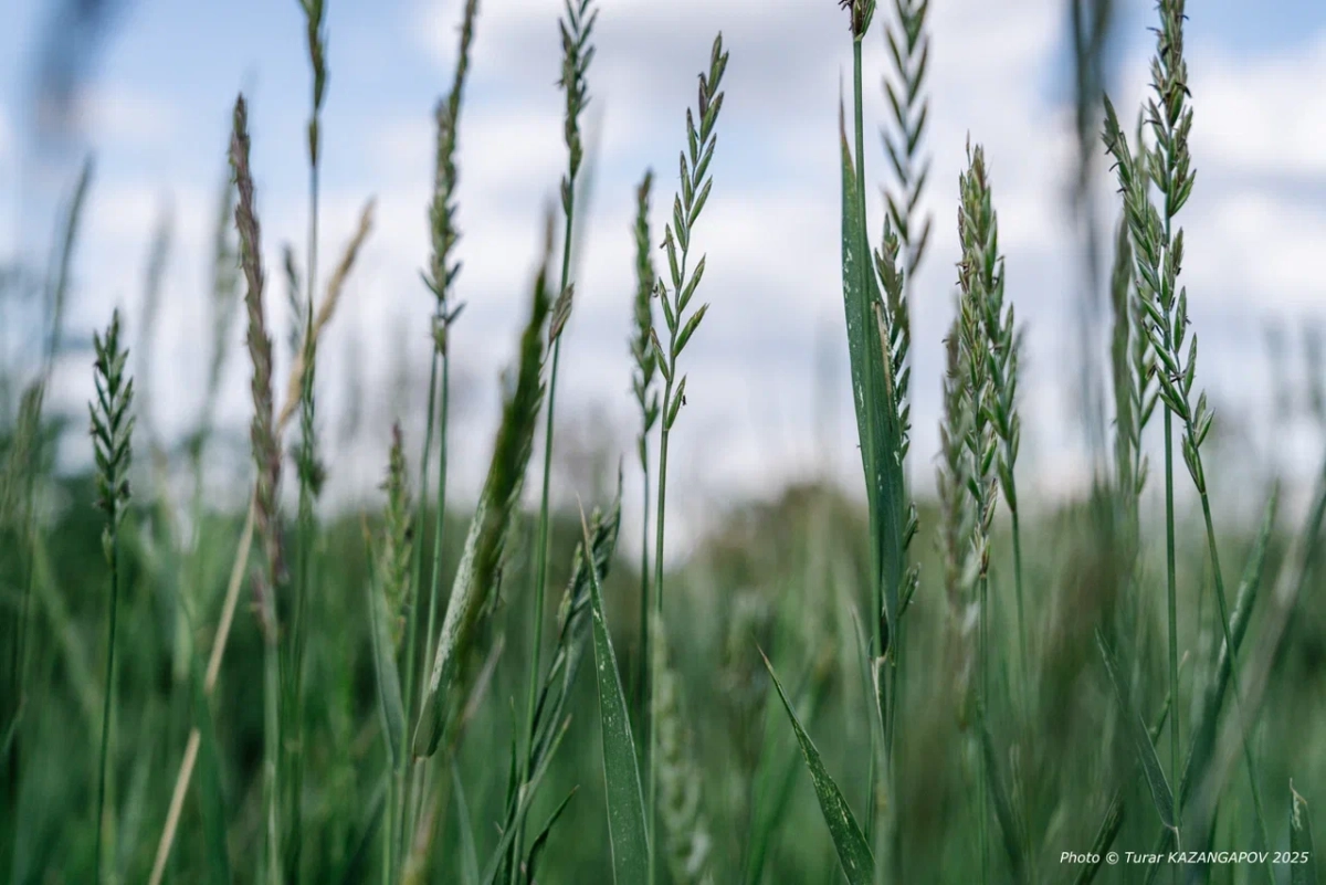 Фото: Турар Казангапов / NewTimes.kz