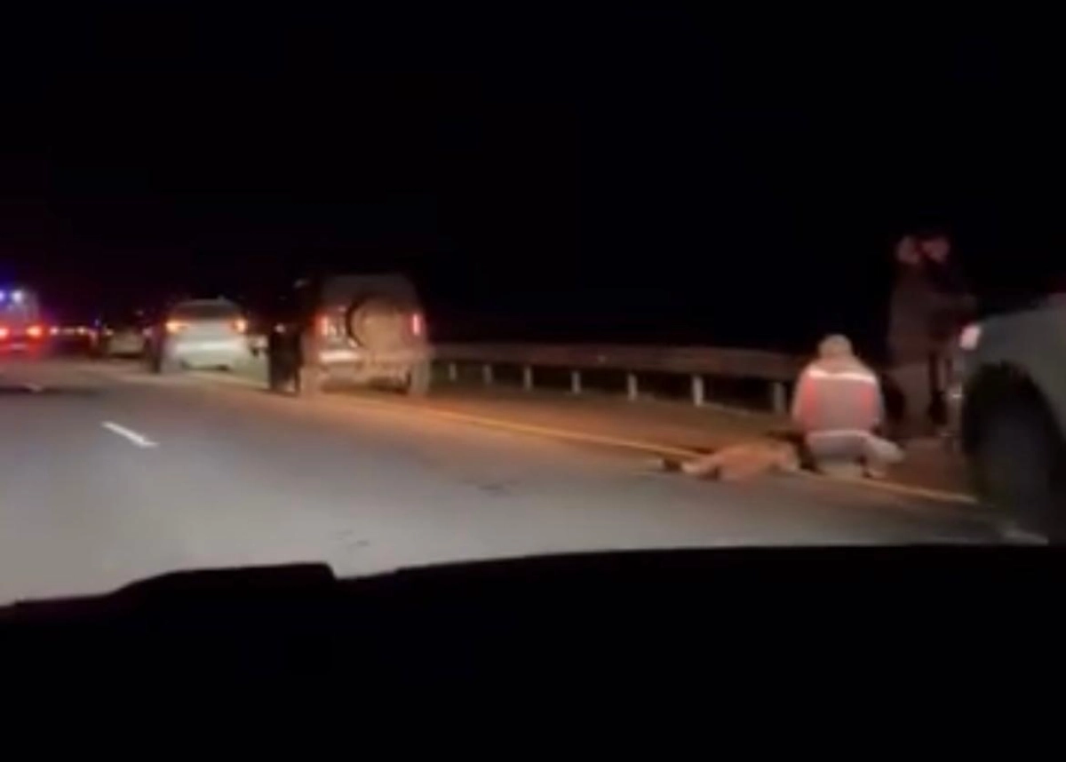 Фото: скриншот из видео