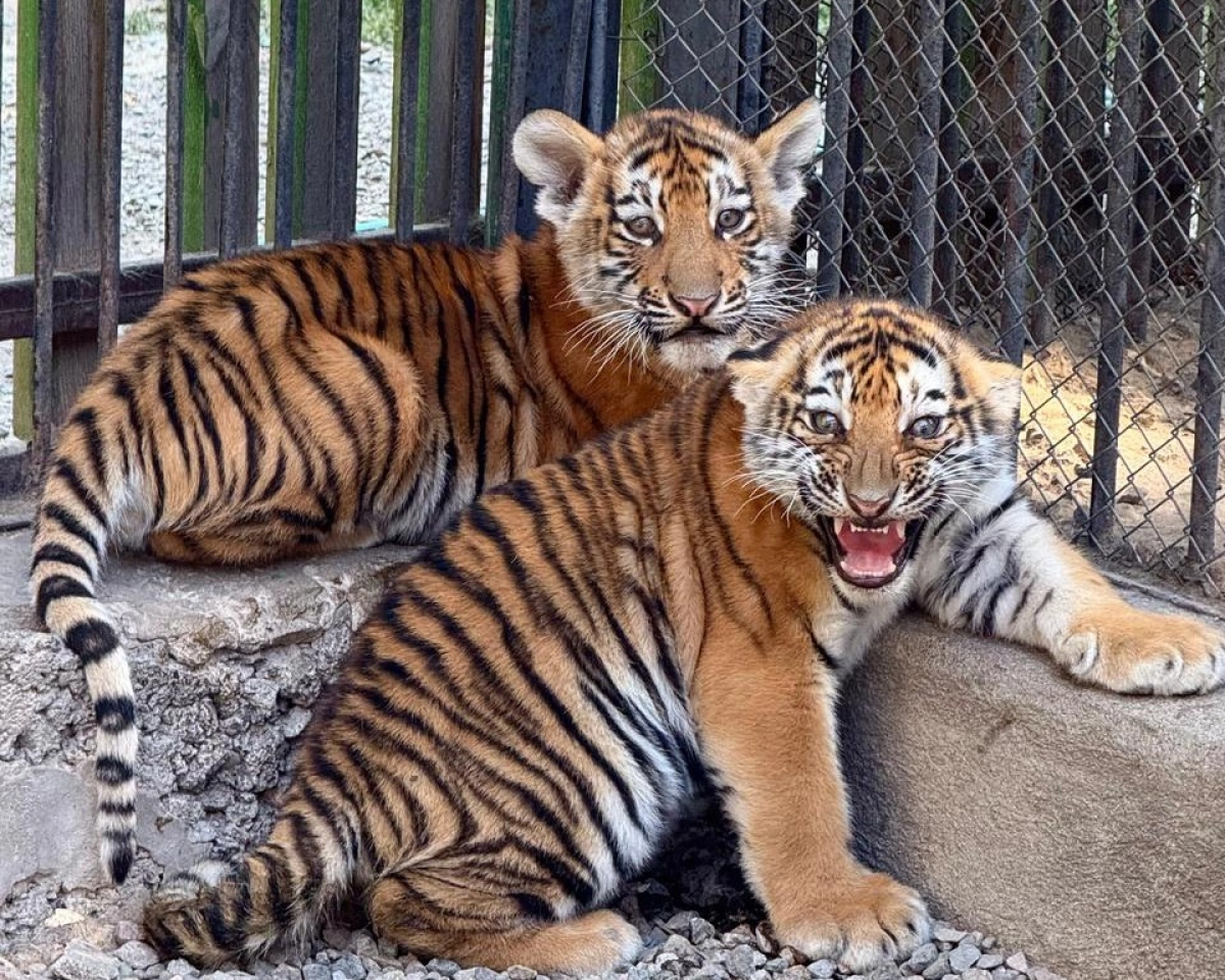 Фото пресс-службы акимата Алматы