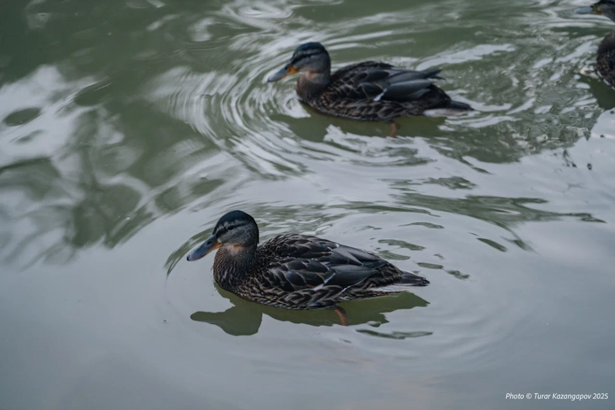 Фото: Newtimes.kz/ Турар Казангапов