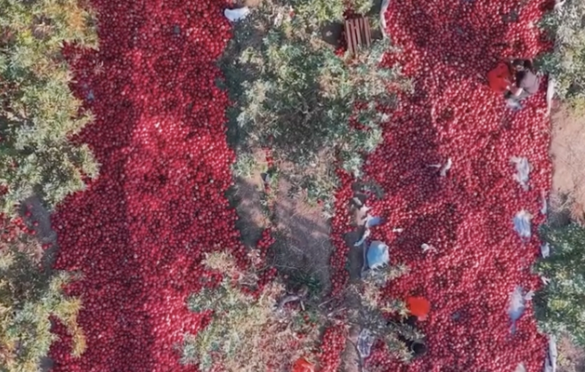 Фото: скриншот видео