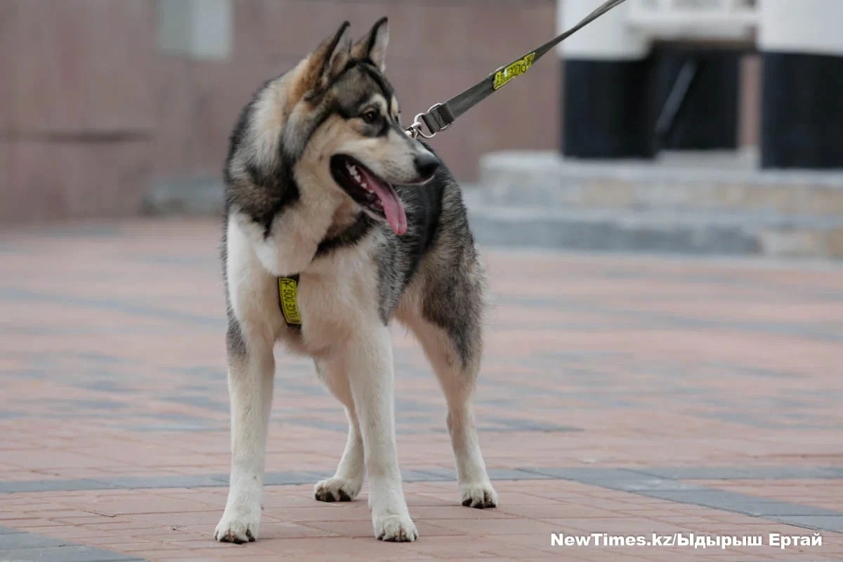 Фото: ИА «NewTimes.kz»