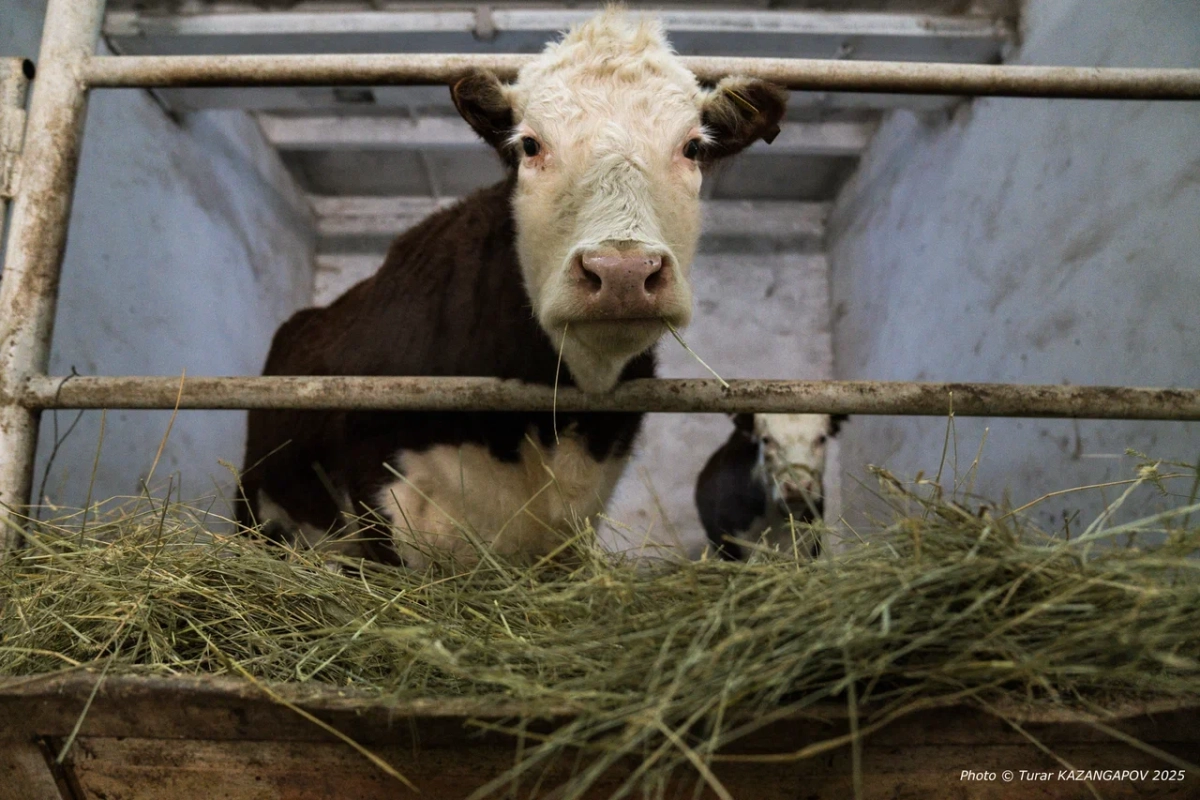 Фото: NewTimes/Турар Казангапов