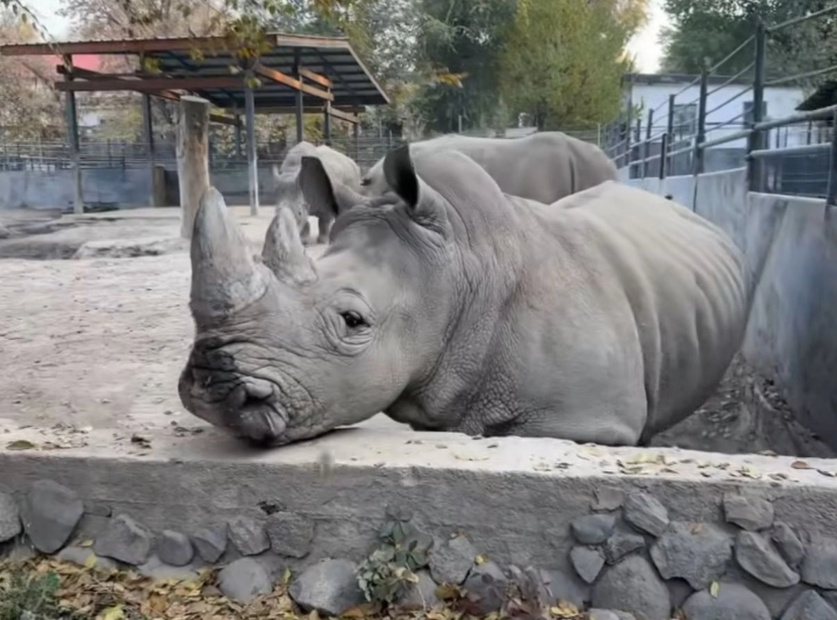 Фото: скриншот видео