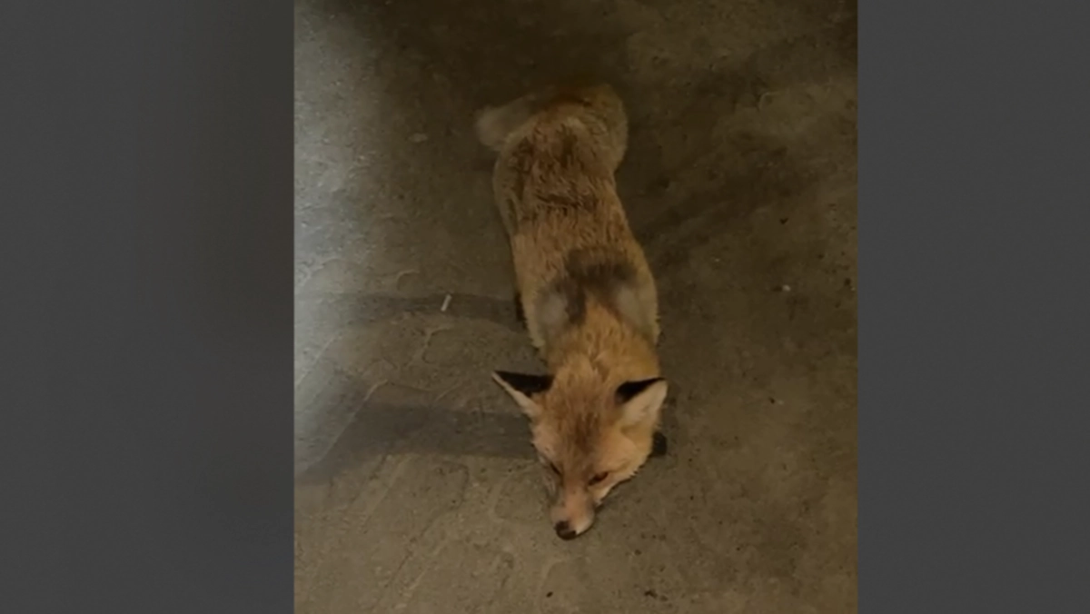 Кадр из видео/ Соцсети