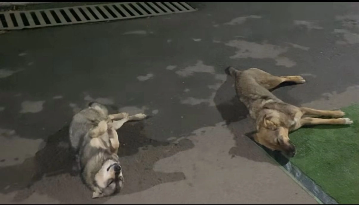 Фото: скриншот видео