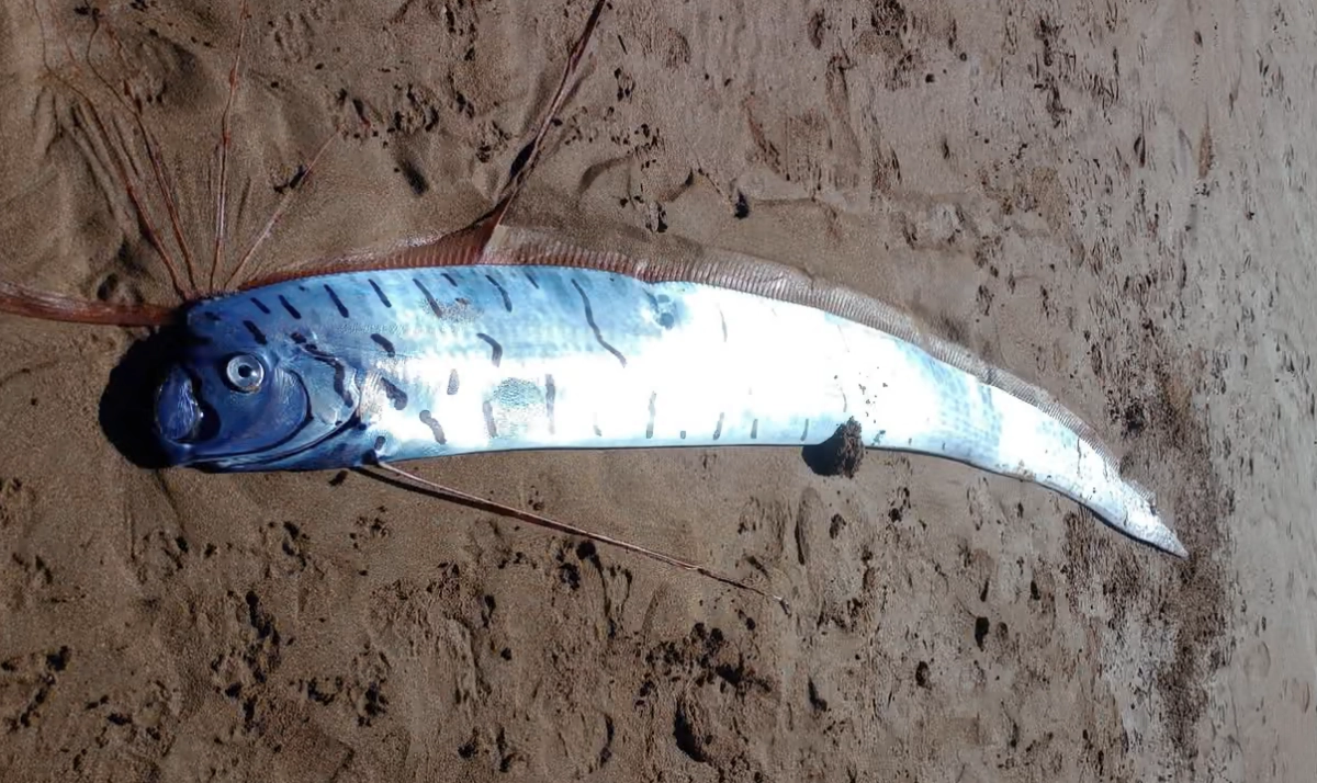 Фото: Tony Cheesman