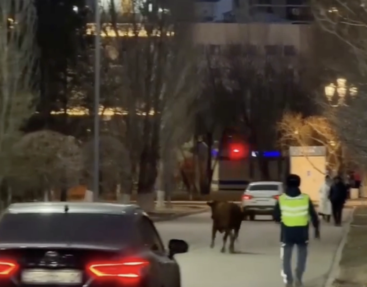 Фото: скриншот видео