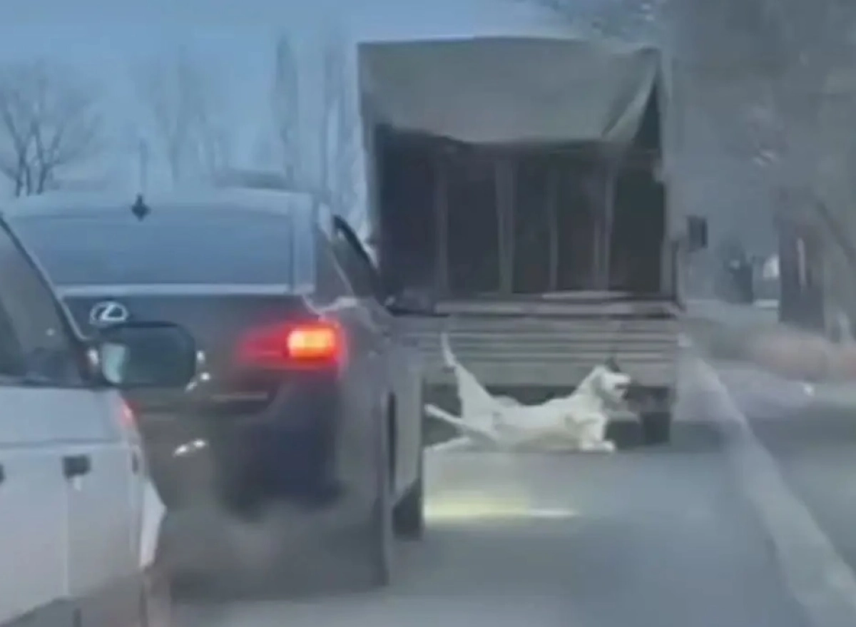 Фото: скриншот видео