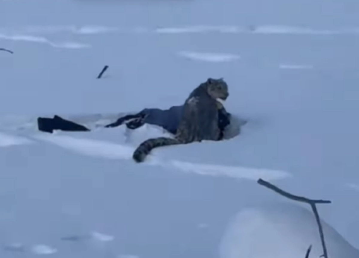 Кадр из видео