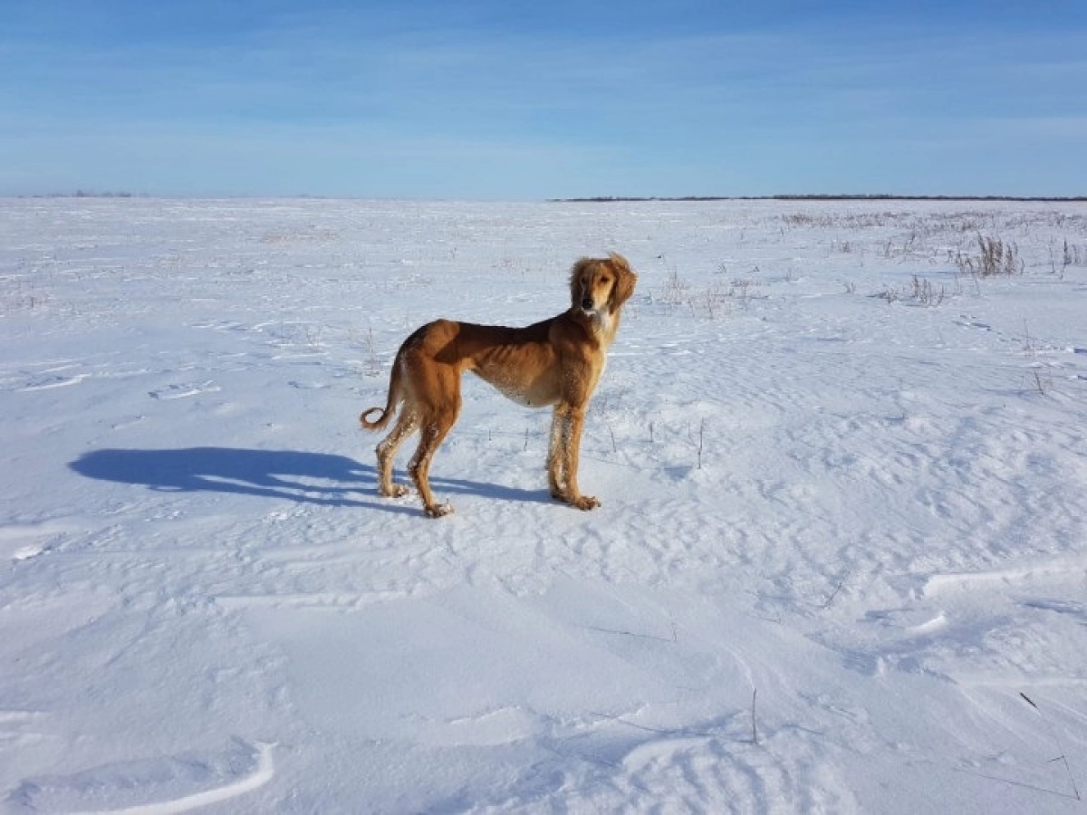 Фото: qazpatent.kz