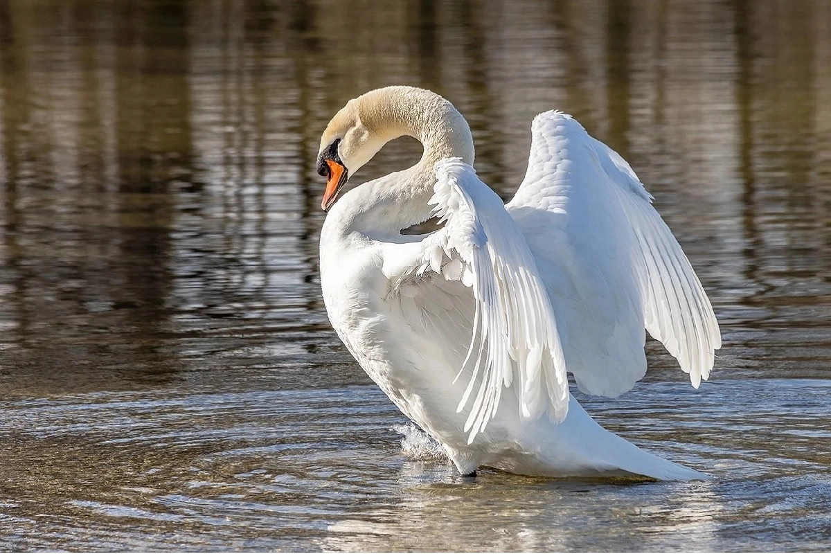 Фото: pixabay.com