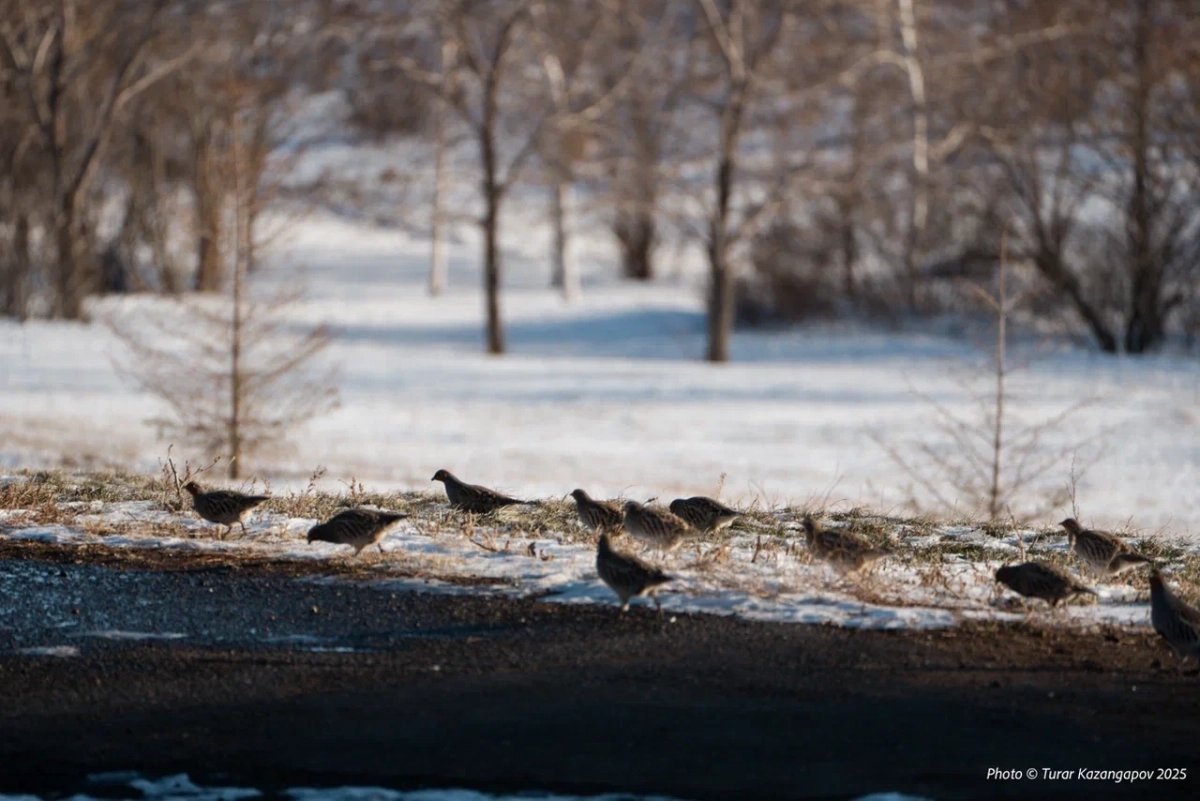 Фото: ИА «NewTimes»/Турар Казангапов