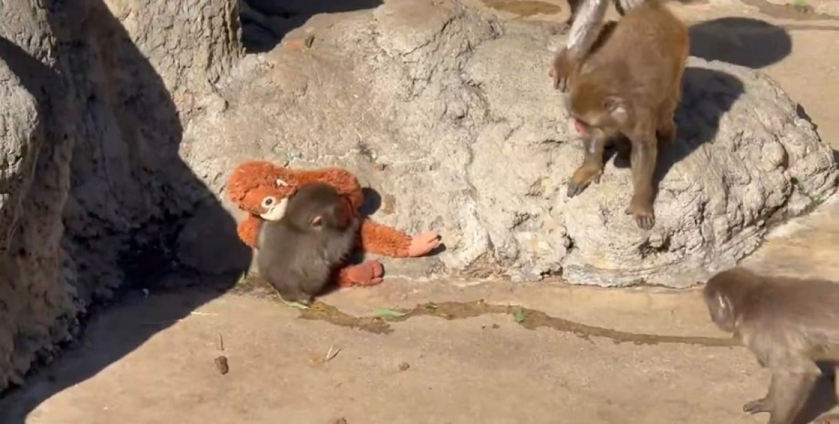 Фото: скриншот видео