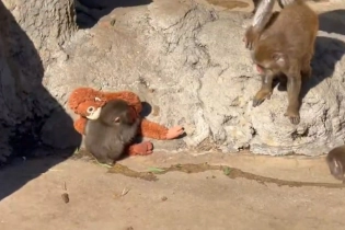 У обезьянки Панча, за которой следит весь мир, появилась приёмная мама