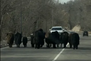 Бегущее наперегонки с машинами стадо яков у Медео шокировало жителей Алматы