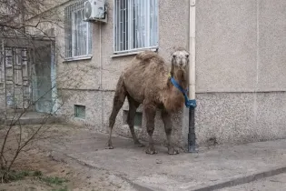 Житель Актау привязал верблюда у пятиэтажки и возмутил Казнет