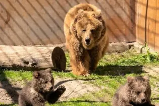 В алматинском зоопарке родились детеныши тяньшанских бурых медведей