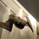 Летучие мыши атакуют квартиры в Астане