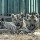 Казахстанцам предложили выбрать имена для новорожденных тигрят в зоопарке Алматы