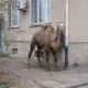 Житель Актау привязал верблюда у пятиэтажки и возмутил Казнет