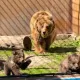 В алматинском зоопарке родились детеныши тяньшанских бурых медведей