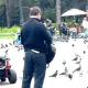«Для самсы?» В сети спорят, зачем в Алматы ловят голубей
