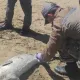Выбросы газа могли стать причиной гибели тюленей на Каспии