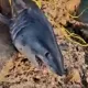 В Египте поймали крупную акулу, напугавшую туристов
