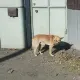 В популярных ресторанах Астаны тайно подавали мясо собак