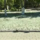 Стало известно, когда в Астане закончится тополиный пух