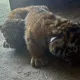 Краснокнижные тигрята родились в Караганде