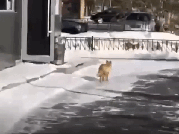 Кадр из видео